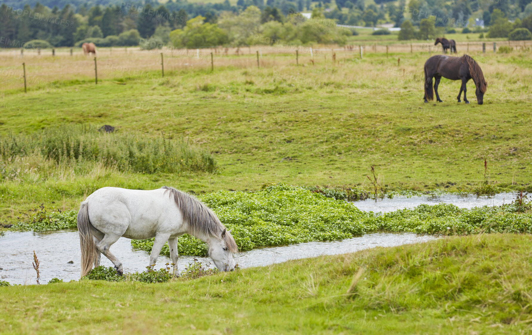 Buy stock photo Beautiful horse - in natural setting