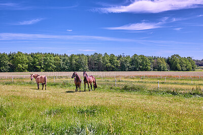 Buy stock photo Beautiful horse - in natural setting