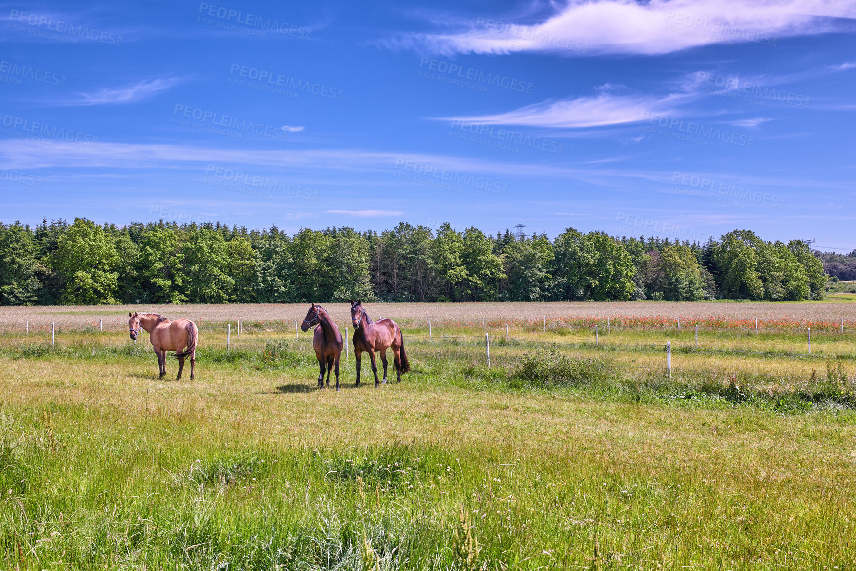 Buy stock photo Beautiful horse - in natural setting