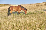 Beautiful horse - wonder of nature