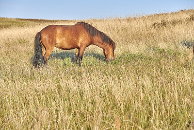 Buy stock photo Beautiful horse - in natural setting