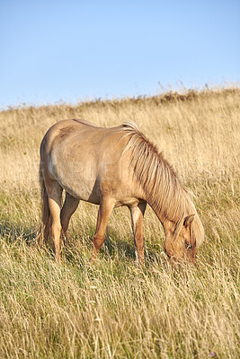 Buy stock photo Beautiful horse - in natural setting