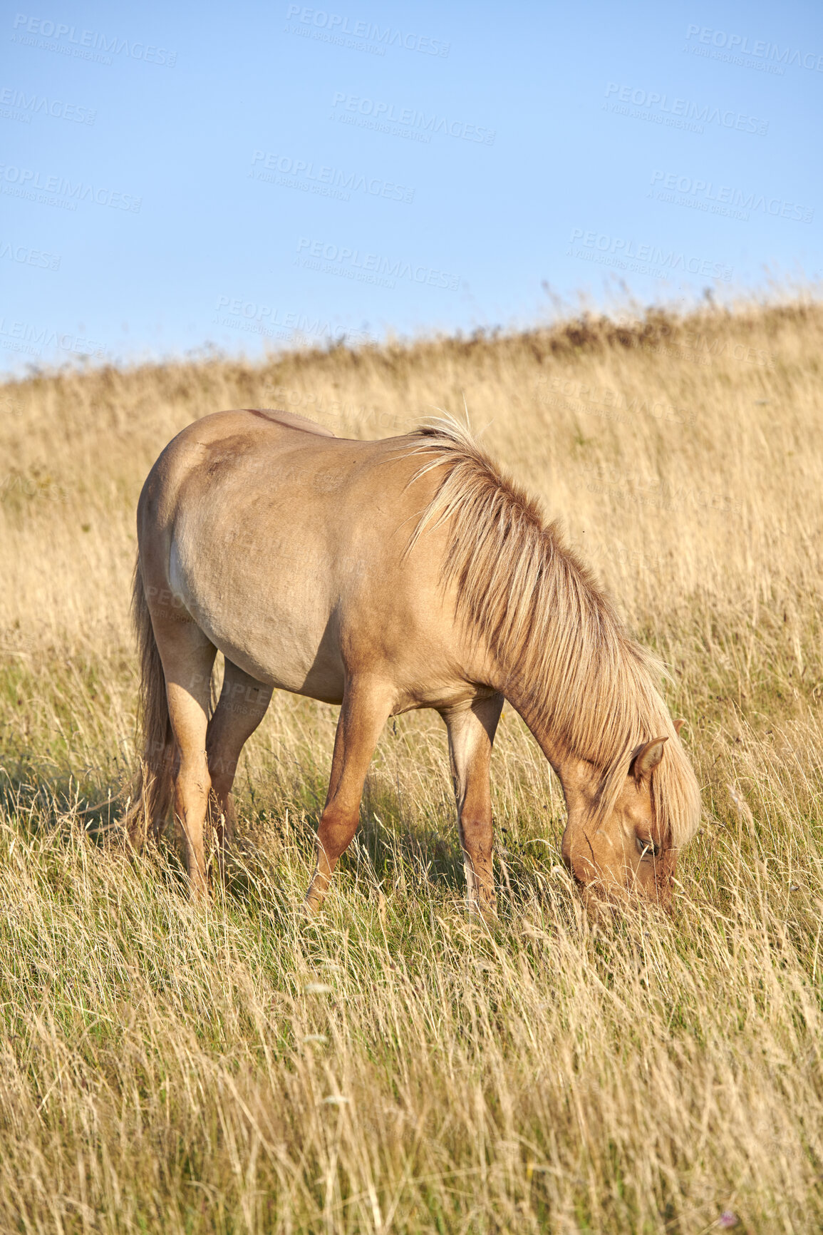 Buy stock photo Beautiful horse - in natural setting