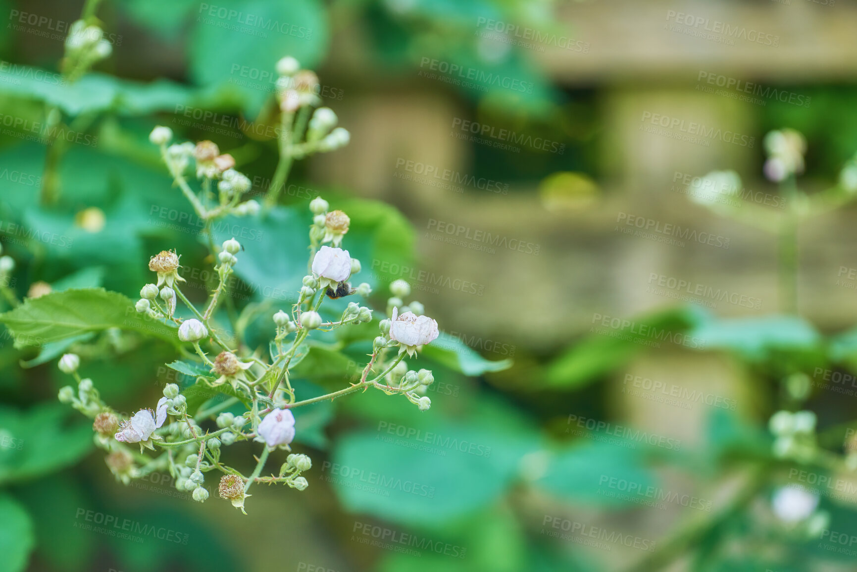 Buy stock photo A series of beautiful garden photos