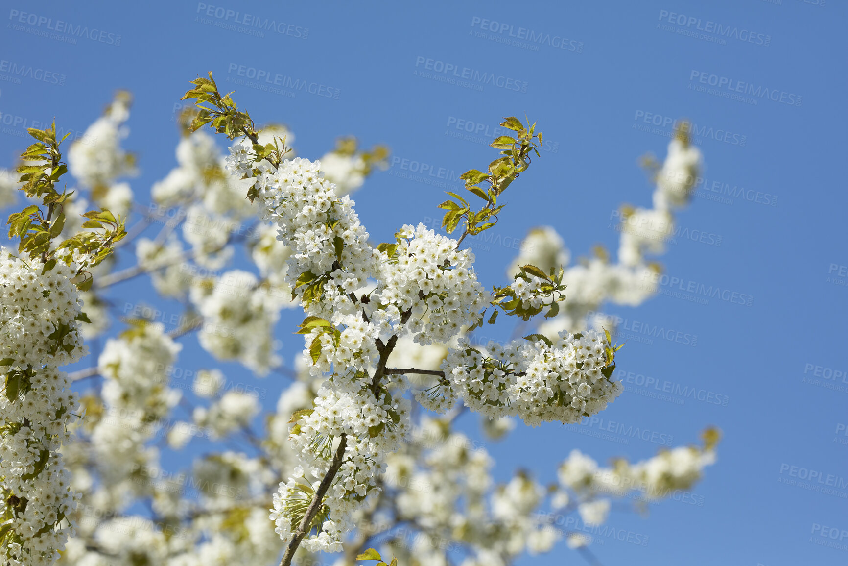 Buy stock photo A series of beautiful garden photos