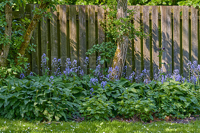 Buy stock photo Beautiful purple flowers growing in a green garden in springtime with a wooden gate background. Details of blue floral nature, tranquil lush meadow in a zen, quiet backyard in summer