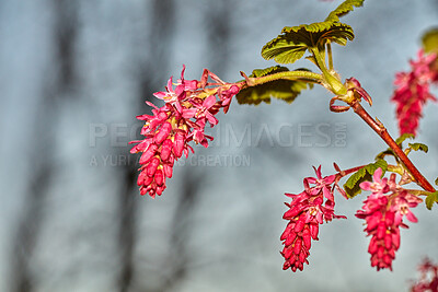 Buy stock photo A closeup view, picture of a ribes sanguineum with a blurry background in garden. An image of a flower during early spring before blossoming. A beautiful, vibrant red and green part of a plant.