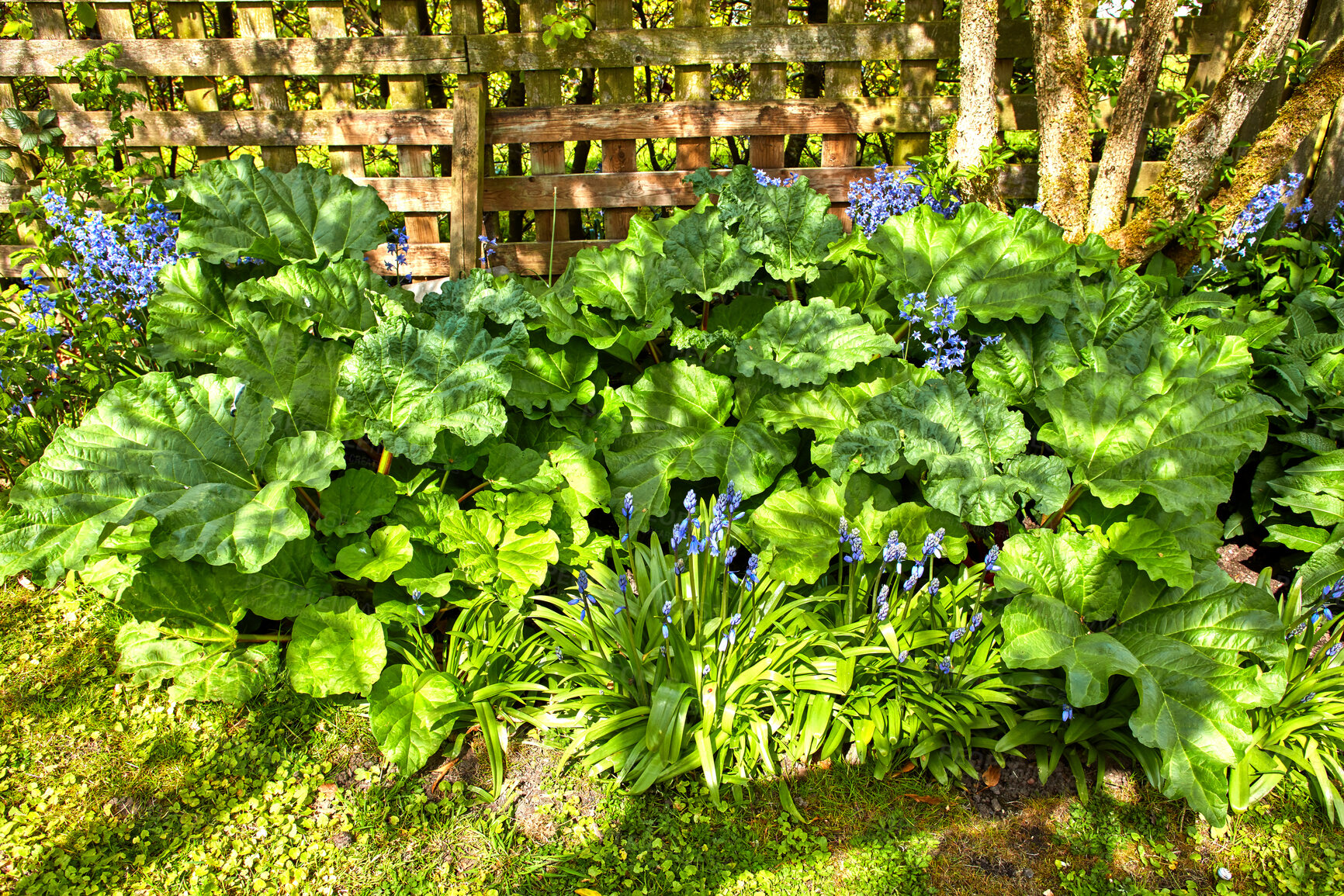 Buy stock photo A series of beautiful garden photos