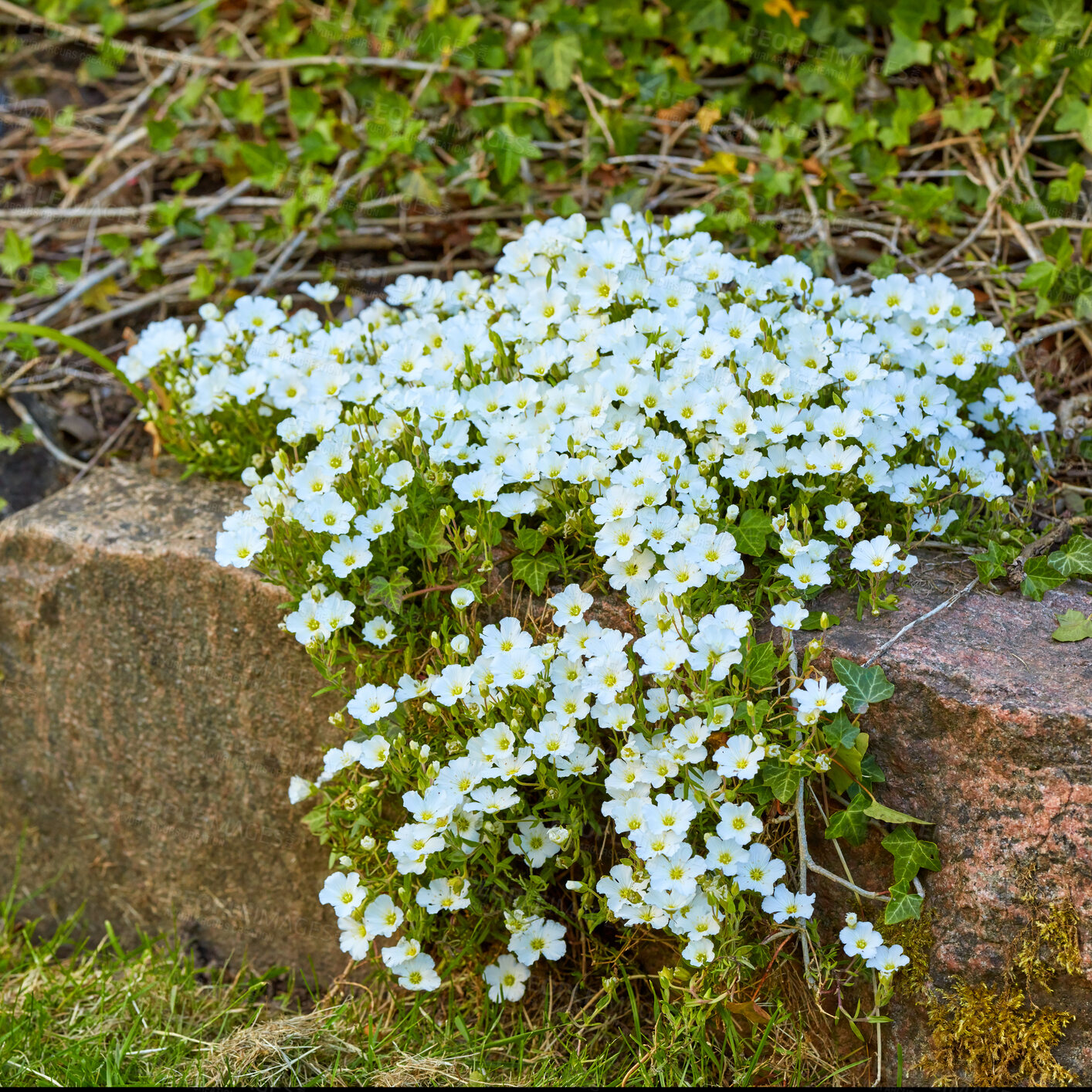 Buy stock photo Beautiful group of white flowers in nature. Closeup of bright plants blooming on a hard rocky, stone surface outside. Natural blossom of green life in the outdoors of a peaceful growing garden.