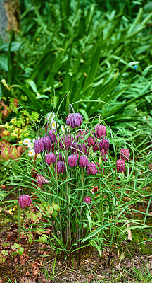 Buy stock photo Beautiful, colorful and pretty flowers and plants in a green field or meadow. Checkered Lily or Fritillaria Bulbsis a delightful addition in gardens where it will happily bloom in mid to late spring