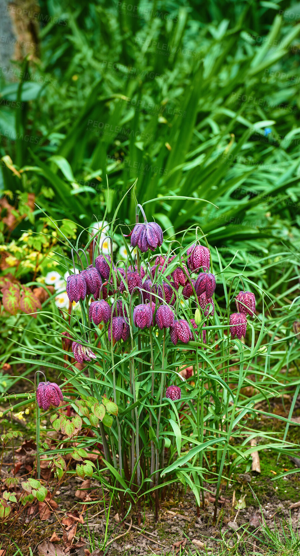 Buy stock photo Beautiful, colorful and pretty flowers and plants in a green field or meadow. Checkered Lily or Fritillaria Bulbsis a delightful addition in gardens where it will happily bloom in mid to late spring