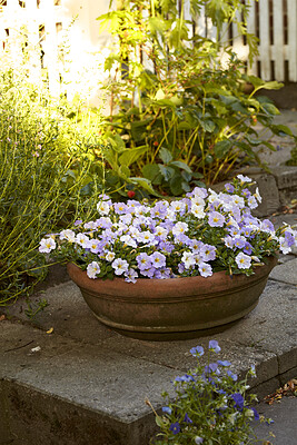 Buy stock photo Beautiful flowers in a green garden outside in a natural backyard environment with a white fence. Landscape of vibrant flowering plant known as the linum perenne or the blue flax flower out in nature