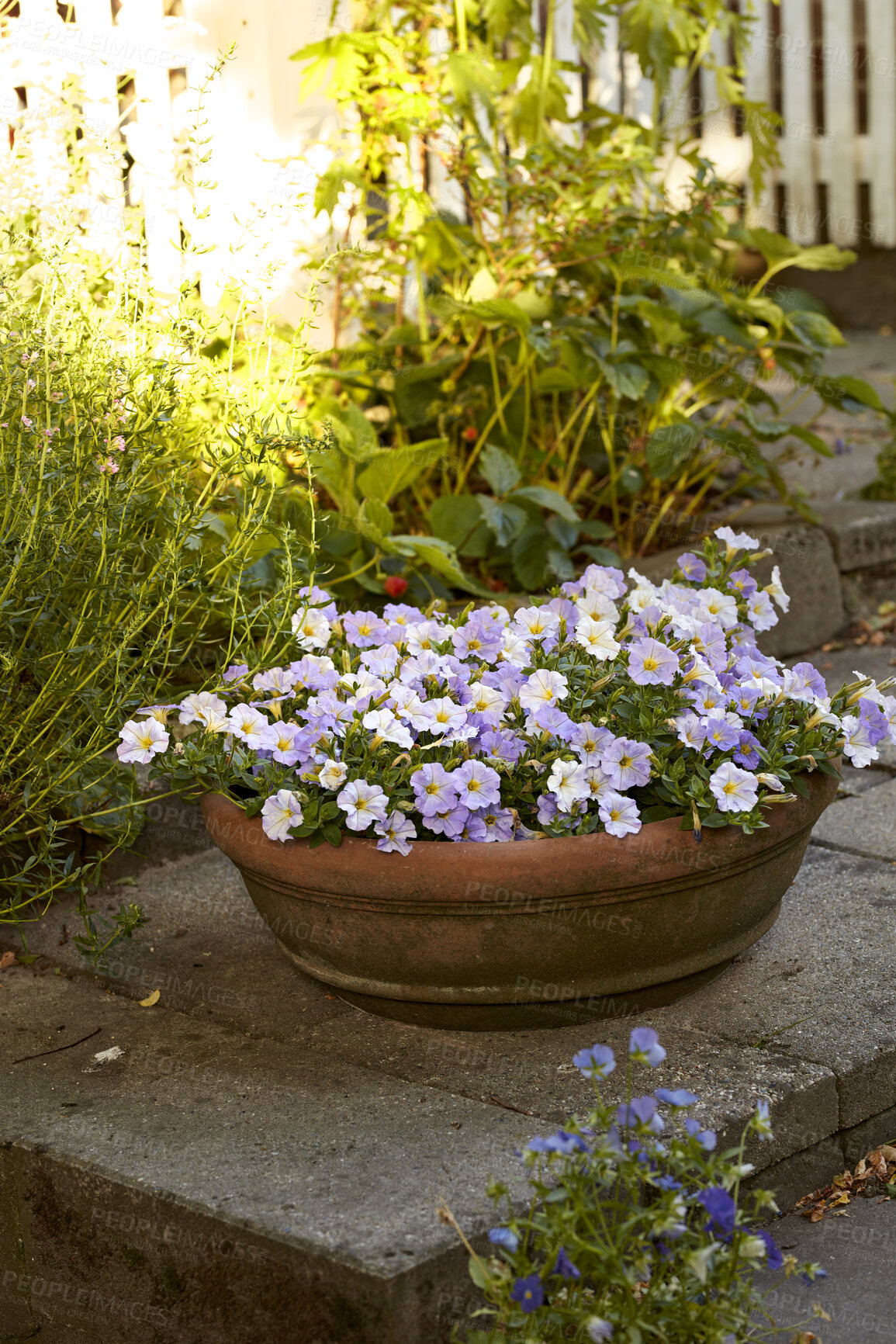 Buy stock photo Beautiful flowers in a green garden outside in a natural backyard environment with a white fence. Landscape of vibrant flowering plant known as the linum perenne or the blue flax flower out in nature