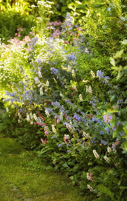 Buy stock photo Beautiful, pretty and fresh flowers in a vibrant green garden. Catmint shrub that blooms with fragrant blossoms. Details of weeds in nature with relaxing, soothing views of beauty and harmony 