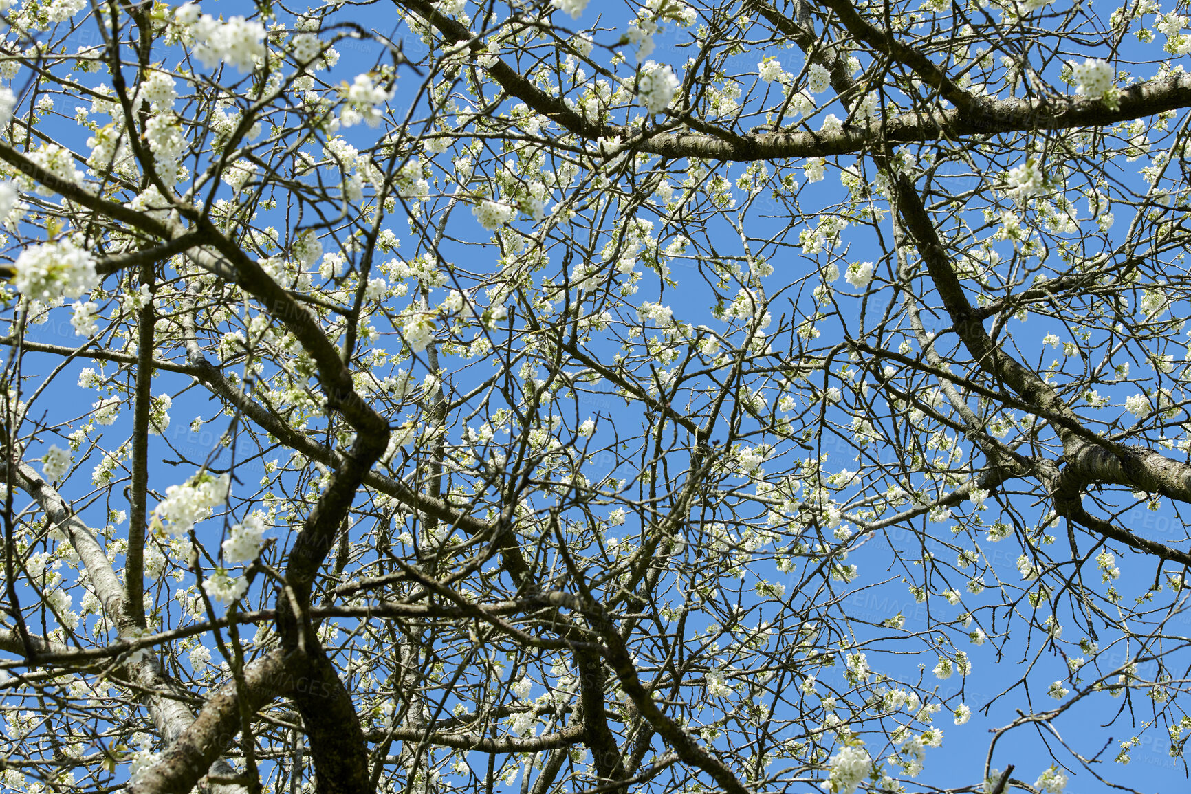 Buy stock photo Tree, sky and nature landscape of beautiful, peaceful and calm view below branches and flowers. Blossoming white flowerheads on sweet fruit plant in a garden or forest in a remote nature environment