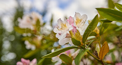 Buy stock photo Rhododendron is a genus of 1,024 species of woody plants in the heath family, either evergreen or deciduous, and found mainly in Asia, although it is also widespread throughout the Southern Highlands of the Appalachian Mountains of North America.