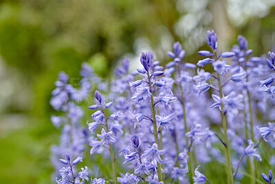 Buy stock photo Beautiful, colorful and pretty flowers and plants in a field during spring. Closeup of spanish bluebell plant, a species of Hyacinthoides, blooming and blossoming in a botanical garden outside