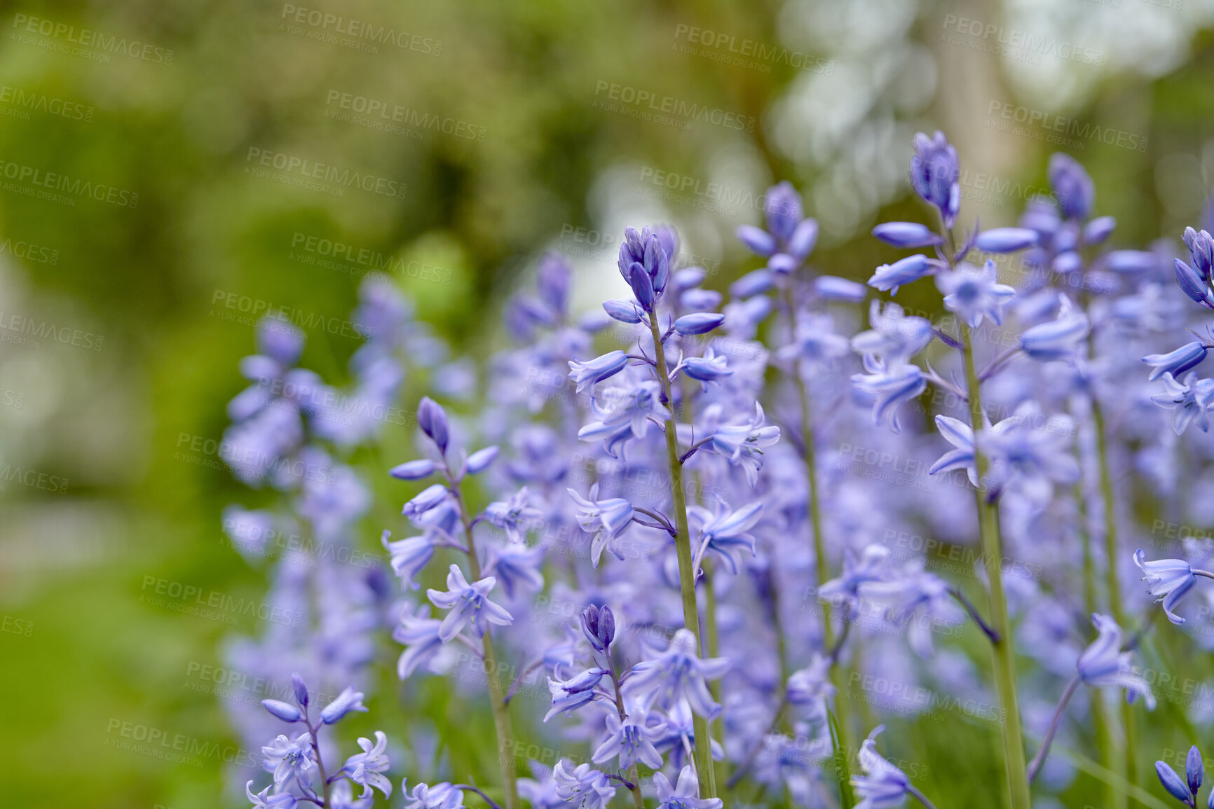 Buy stock photo Beautiful, colorful and pretty flowers and plants in a field during spring. Closeup of spanish bluebell plant, a species of Hyacinthoides, blooming and blossoming in a botanical garden outside