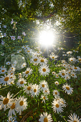 Buy stock photo Beauty, nature and white flowers on a green field on a sunny day. Flower surrounding the bright sun in a lush bush of wild daisies. Soothing zen garden with harmony and relaxing fresh plants