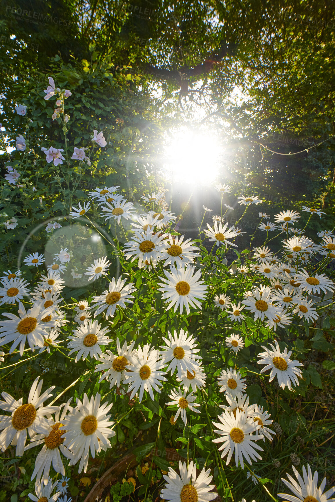 Buy stock photo Beauty, nature and white flowers on a green field on a sunny day. Flower surrounding the bright sun in a lush bush of wild daisies. Soothing zen garden with harmony and relaxing fresh plants