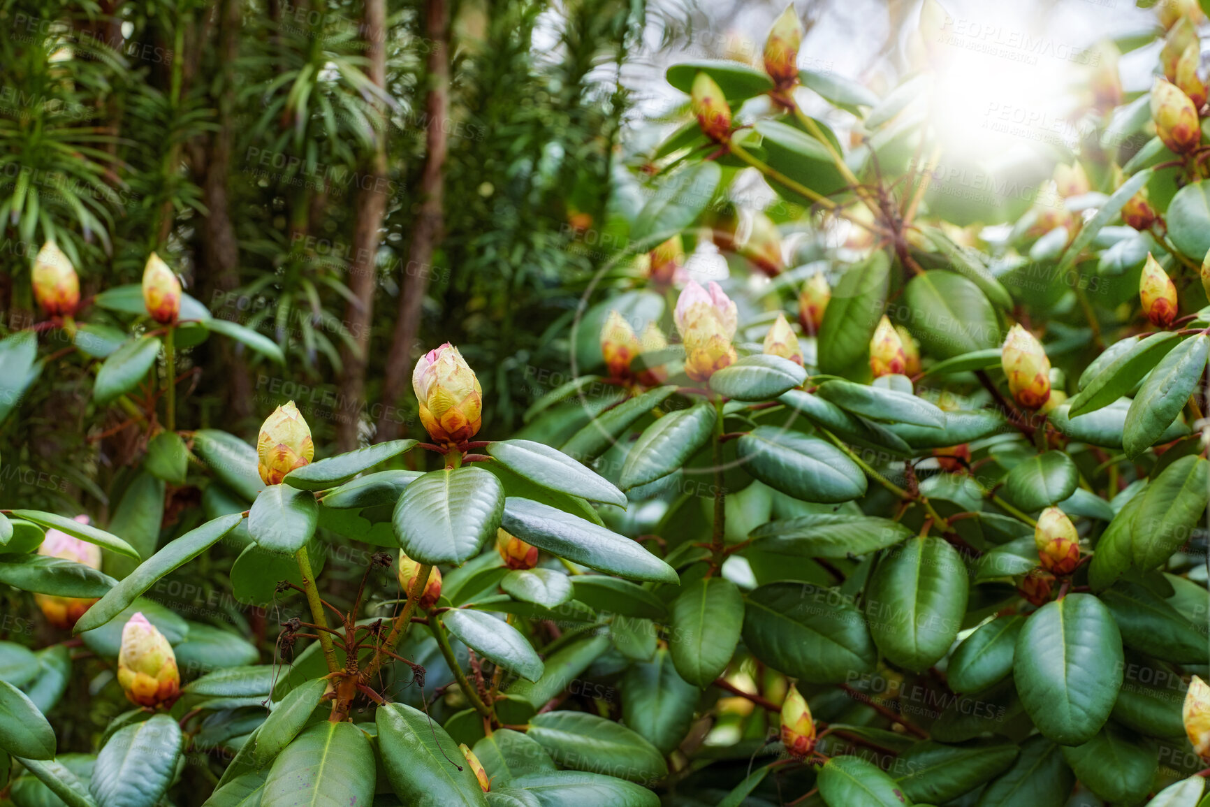 Buy stock photo Rhododendron is a genus of 1,024 species of woody plants in the heath family, either evergreen or deciduous, and found mainly in Asia, although it is also widespread throughout the Southern Highlands of the Appalachian Mountains of North America.