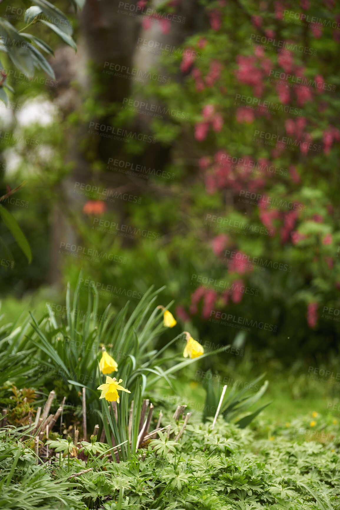 Buy stock photo Flower garden and beautiful natural plants on a summer day outside. Bright yellow petals around detailed greenery in nature. Closeup of fresh growing life in spring in the outdoors.