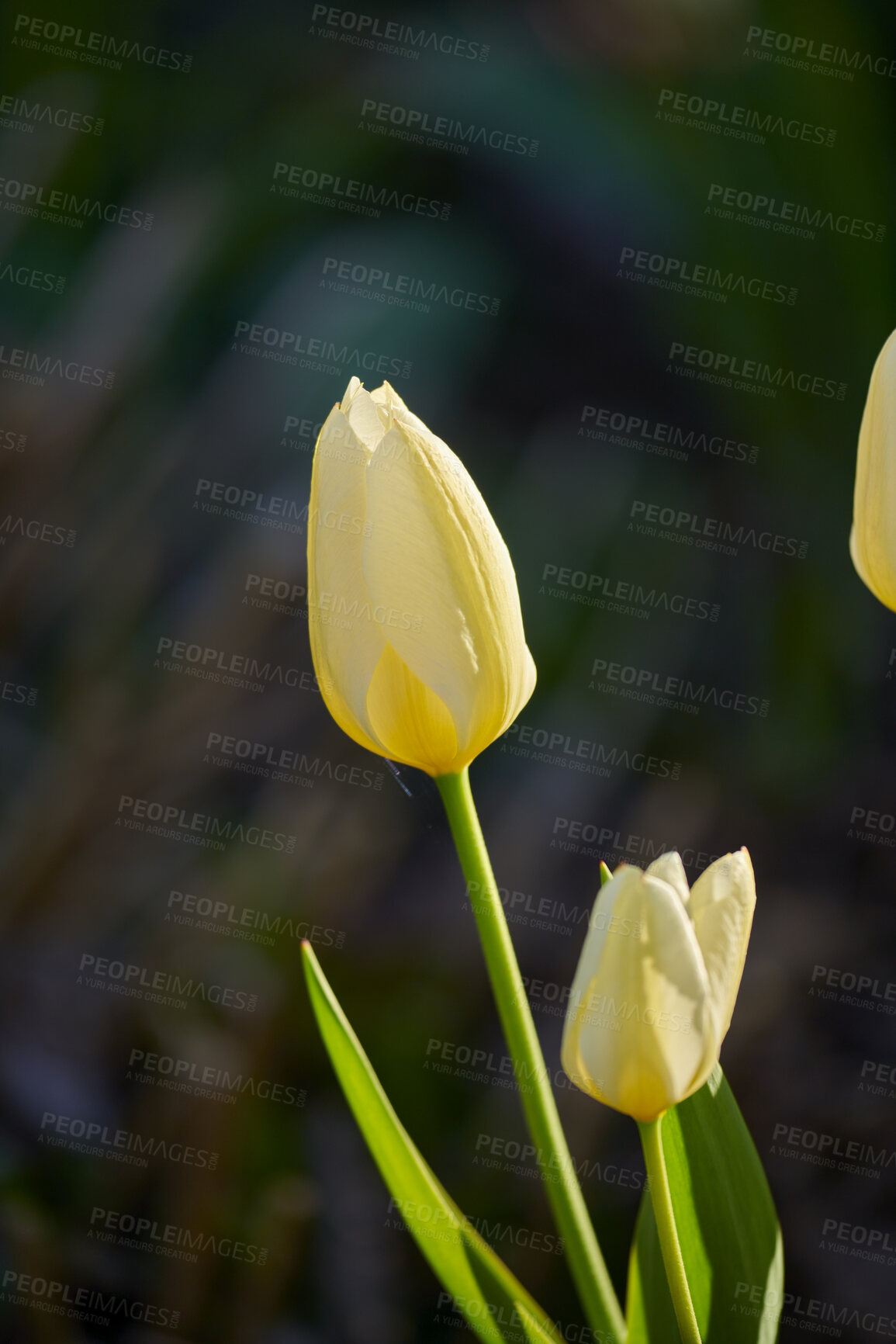 Buy stock photo Floral white tulip flower bud isolated on a blurred black background on a sunny day in nature. Beautiful scene of a single closed delicate blooming plant growing outside in spring