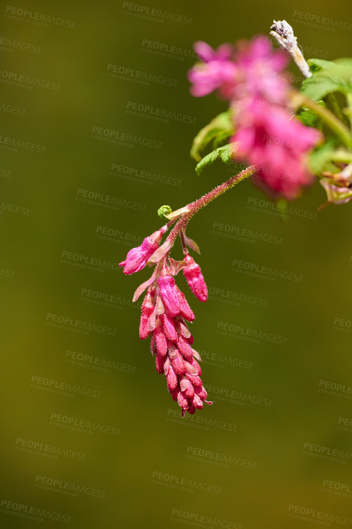 Buy stock photo A series of beautiful garden photos