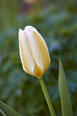 Buy stock photo Beautiful, relaxing and natural white tulip in a garden with blurry background. Green, colorful floral patterns on a blooming yellow flower growing in a yard or field in spring 