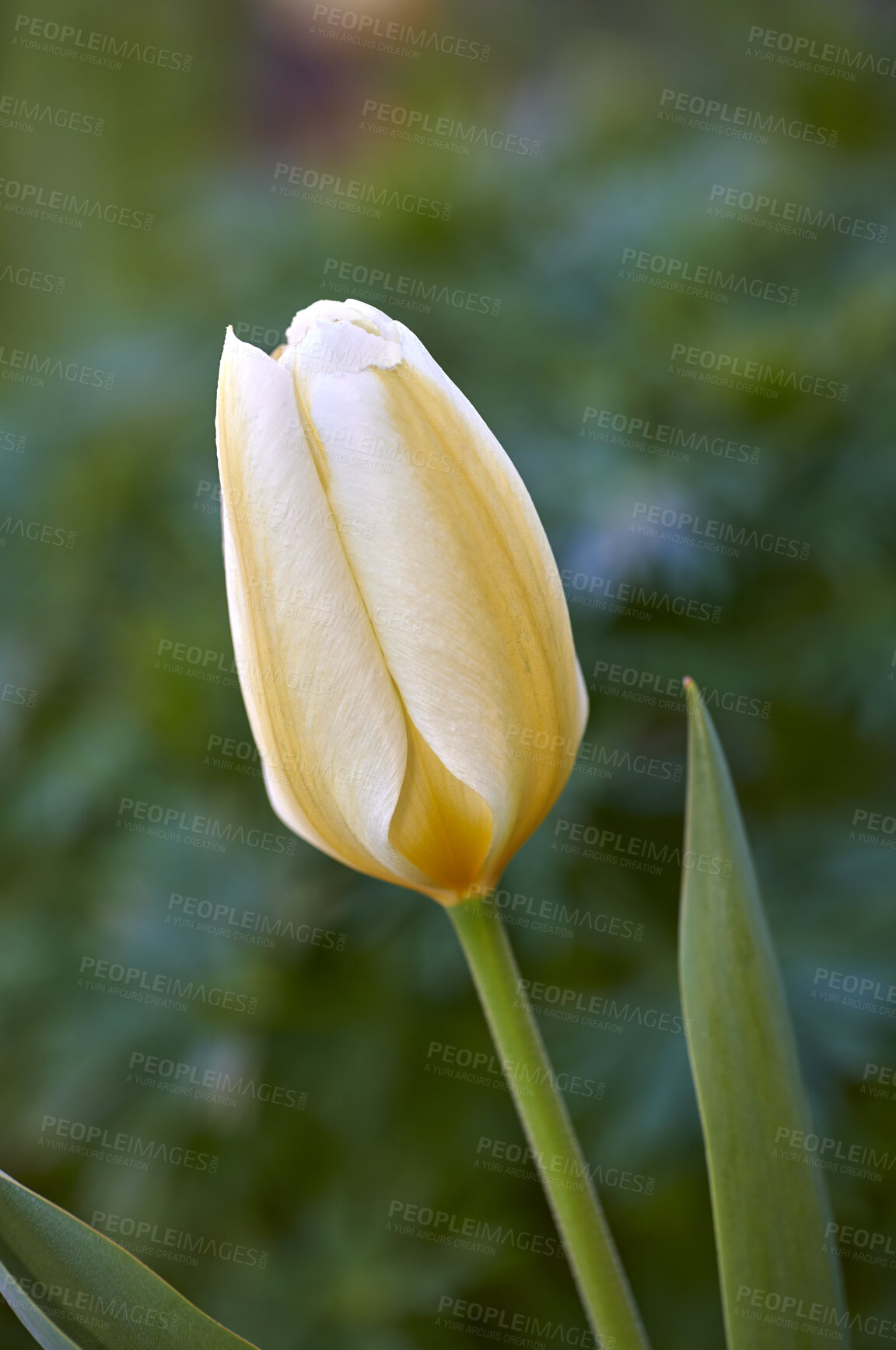 Buy stock photo Beautiful, relaxing and natural white tulip in a garden with blurry background. Green, colorful floral patterns on a blooming yellow flower growing in a yard or field in spring 