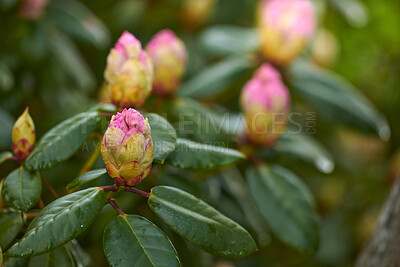 Buy stock photo Rhododendron is a genus of 1,024 species of woody plants in the heath family, either evergreen or deciduous, and found mainly in Asia, although it is also widespread throughout the Southern Highlands of the Appalachian Mountains of North America.