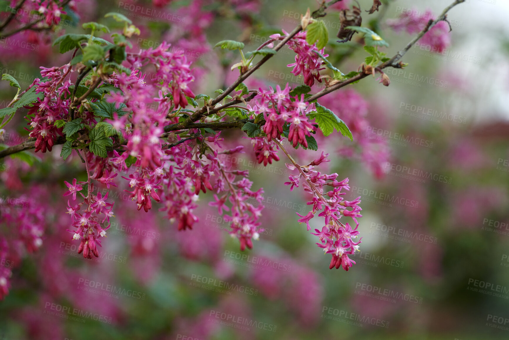 Buy stock photo Pretty, fresh and colorful red flowers against a blurry background in a green garden. Closeup of vibrant Currants, flower growing in field or forest. Details, texture and pattern of blooms in nature