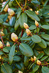 Rhododendron - garden flowers in May