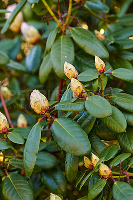 Buy stock photo Rhododendron is a genus of 1,024 species of woody plants in the heath family, either evergreen or deciduous, and found mainly in Asia, although it is also widespread throughout the Southern Highlands of the Appalachian Mountains of North America.