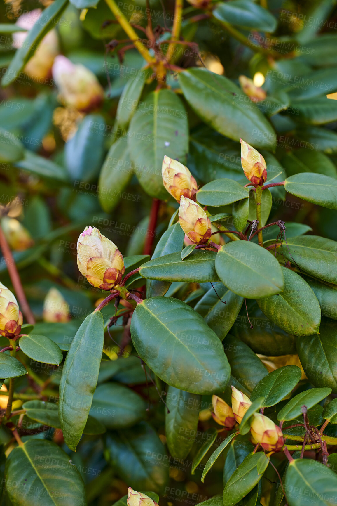 Buy stock photo Rhododendron is a genus of 1,024 species of woody plants in the heath family, either evergreen or deciduous, and found mainly in Asia, although it is also widespread throughout the Southern Highlands of the Appalachian Mountains of North America.