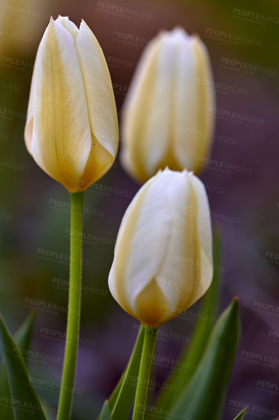 Buy stock photo Beautiful spring tulip flowers growing outside in a garden. Group of elegant white and yellow blossom with green stem and leaves. Details closeup of seasonal flowering plants in brown soil background