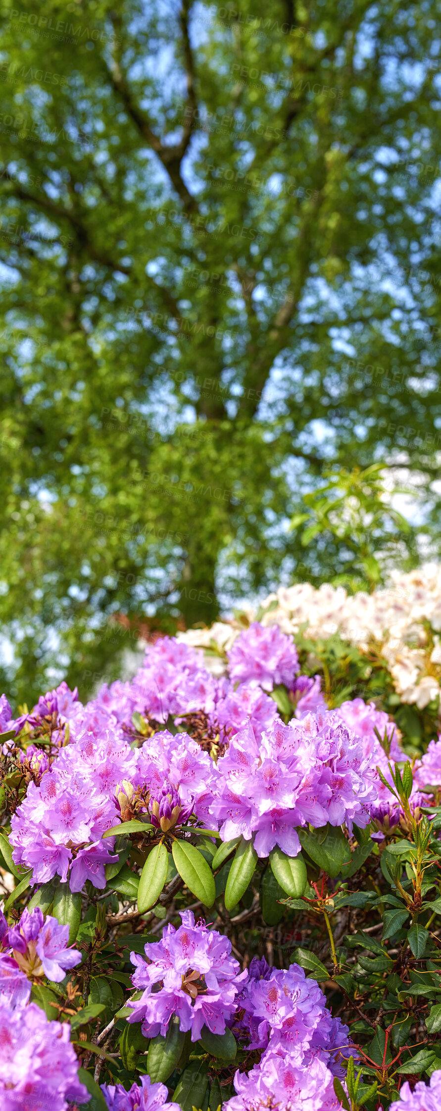 Buy stock photo A series of photos of rhododendron in garden