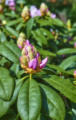 Buy stock photo A series of photos of rhododendron in garden