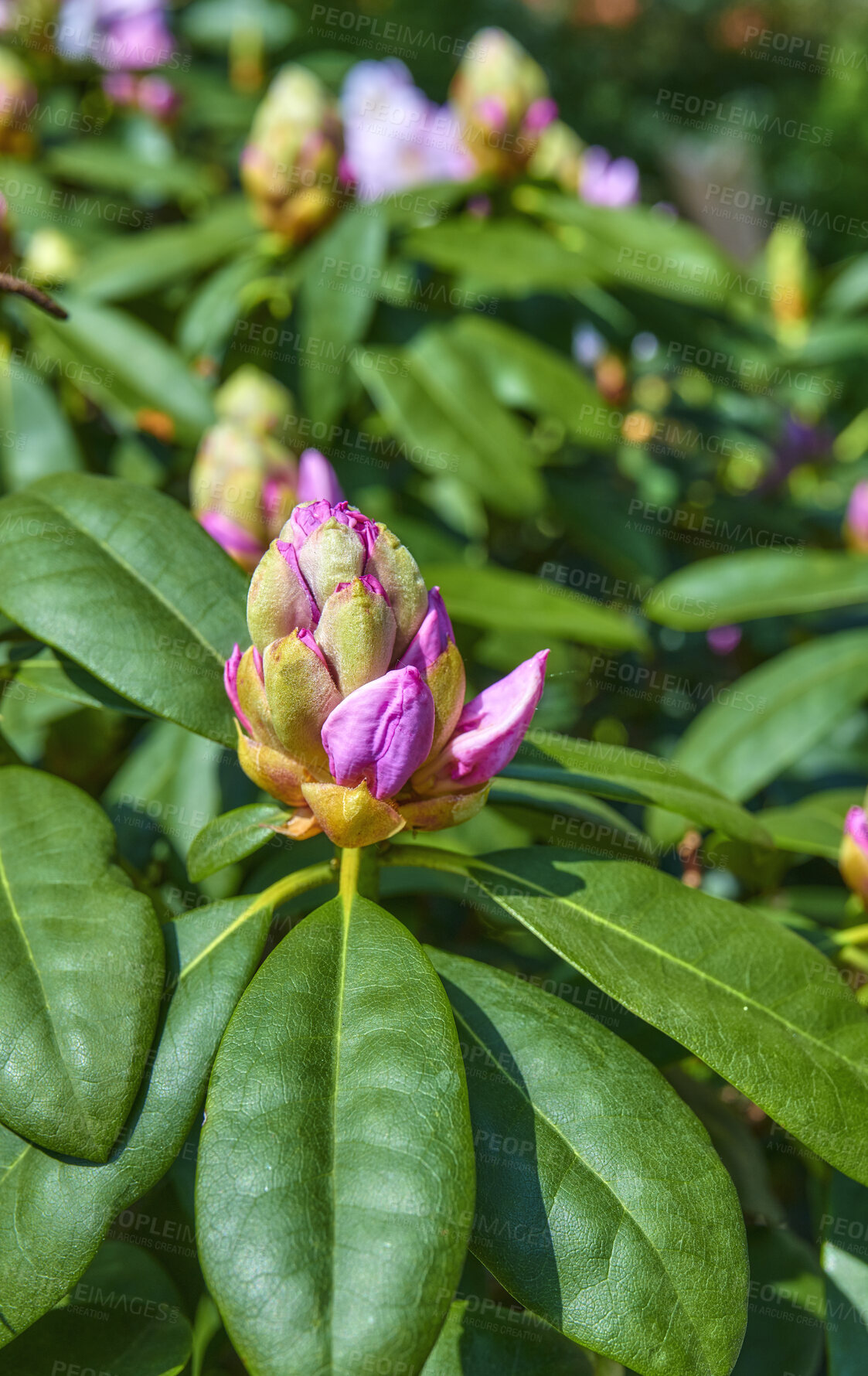 Buy stock photo A series of photos of rhododendron in garden