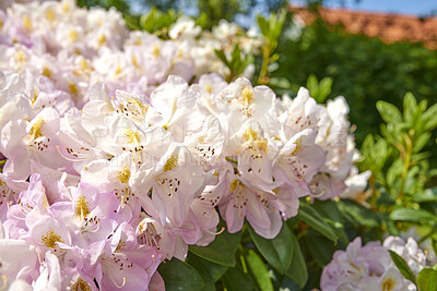 Buy stock photo Rhododendron is a genus of 1,024 species of woody plants in the heath family, either evergreen or deciduous, and found mainly in Asia, although it is also widespread throughout the Southern Highlands of the Appalachian Mountains of North America.