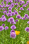 Beautiful flowers from my garden