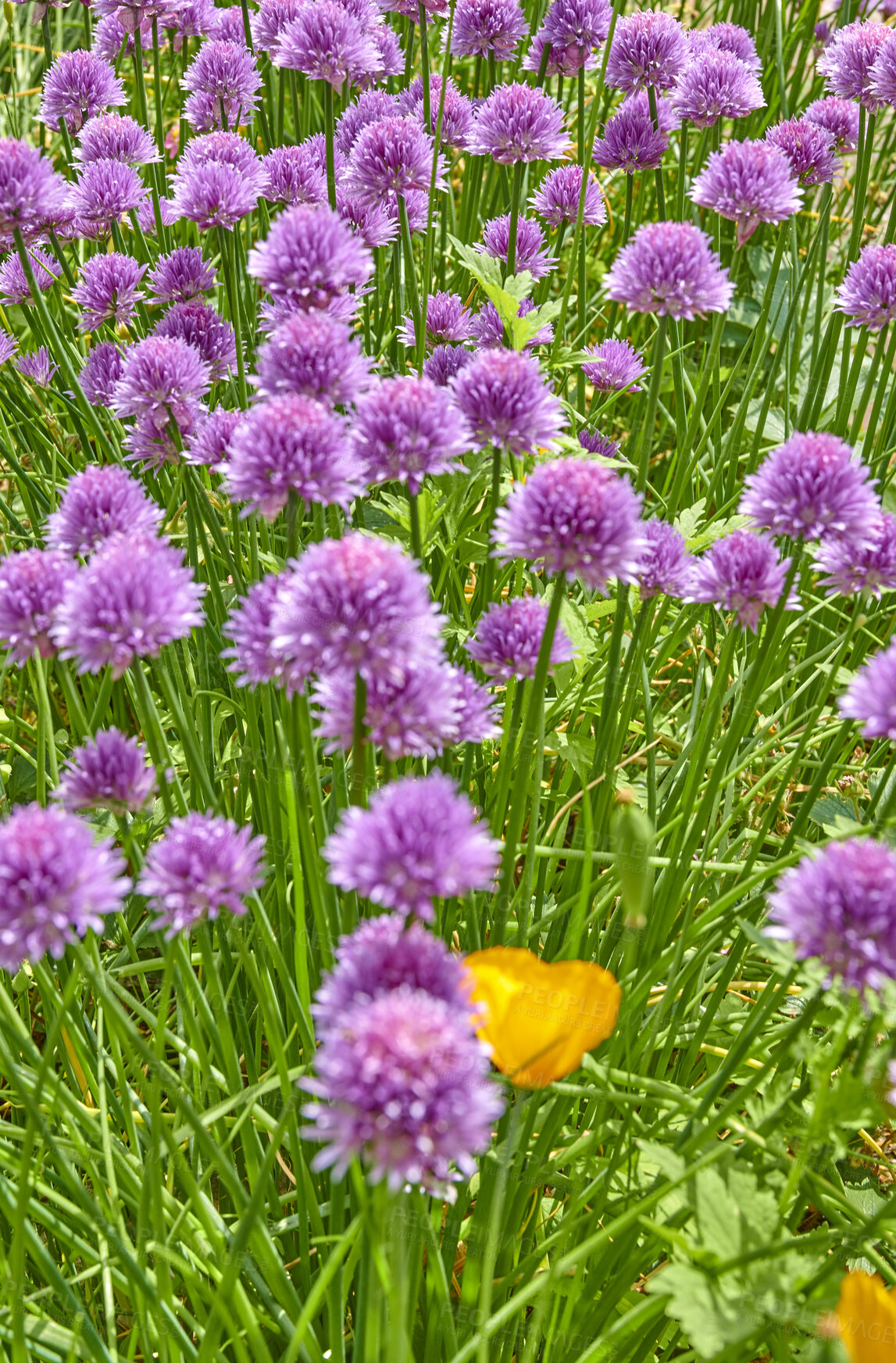 Buy stock photo A series of beautiful garden photos