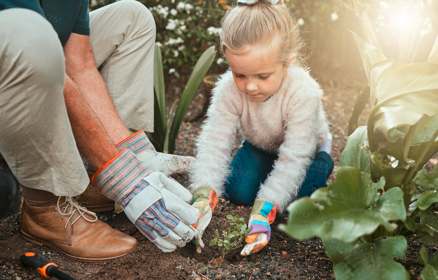 Buy stock photo Outdoor, grandfather and child with plants for support, gardening and agriculture on countryside. Backyard, senior grandpa and girl with soil fertilizer for nature growth, sustainability and bonding