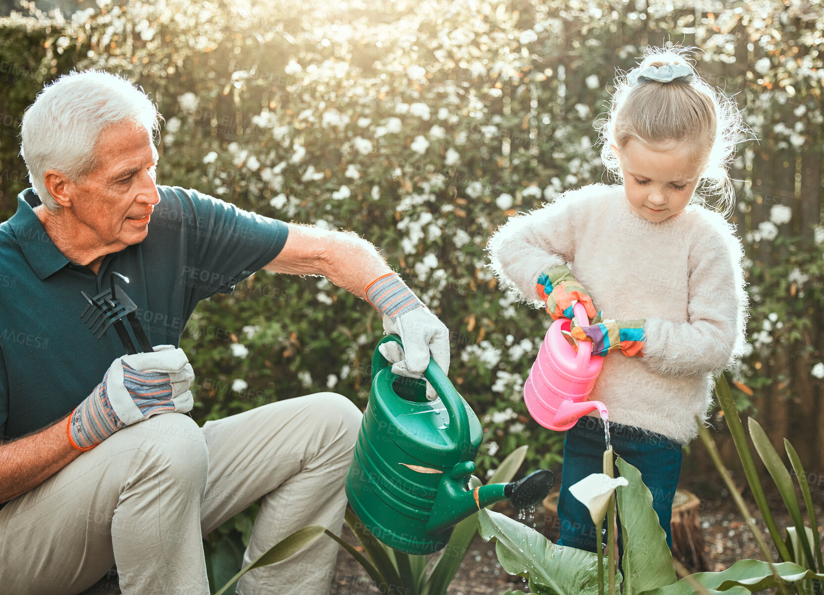 Buy stock photo Outdoor, grandfather and girl with plants for watering can, gardening and agriculture on countryside. Backyard, senior grandpa and child with equipment for nature growth, sustainability and bonding