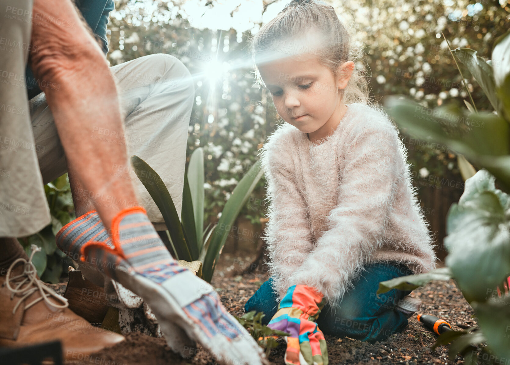 Buy stock photo Hands, grandfather and child with plants for gardening, support and agriculture in countryside. Backyard, senior grandpa and girl with soil fertilizer for nature growth, sustainability and bonding