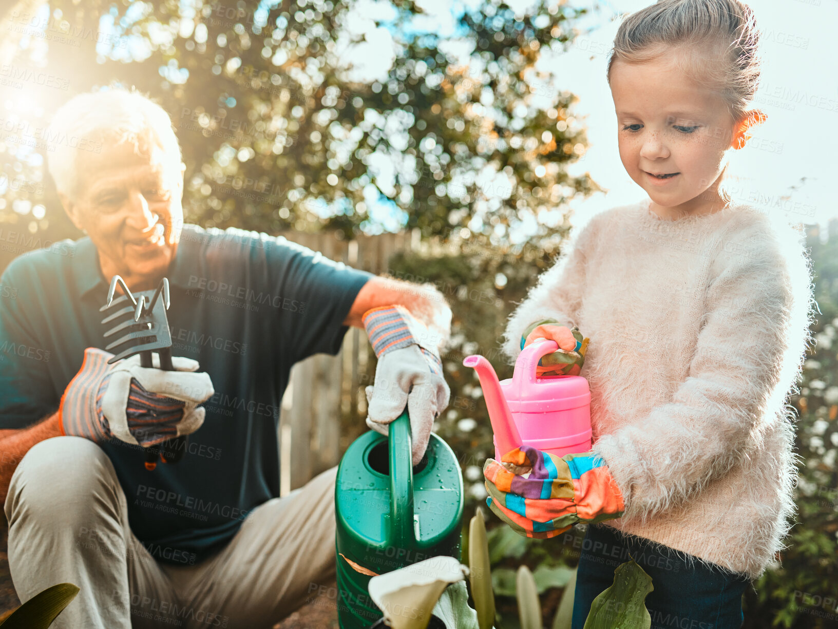 Buy stock photo Outdoor, grandfather and child with plants for watering can, gardening and agriculture on countryside. Backyard, senior grandpa and girl with equipment for nature growth, sustainability and bonding