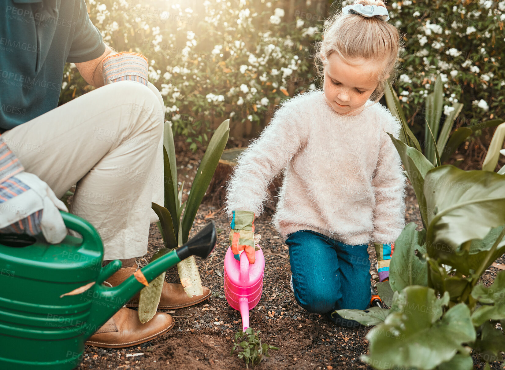 Buy stock photo Hands, grandfather and child with plants for watering can, gardening and agriculture in countryside. Backyard, senior grandpa and girl with soil fertilizer for nature growth, sustainable and bonding