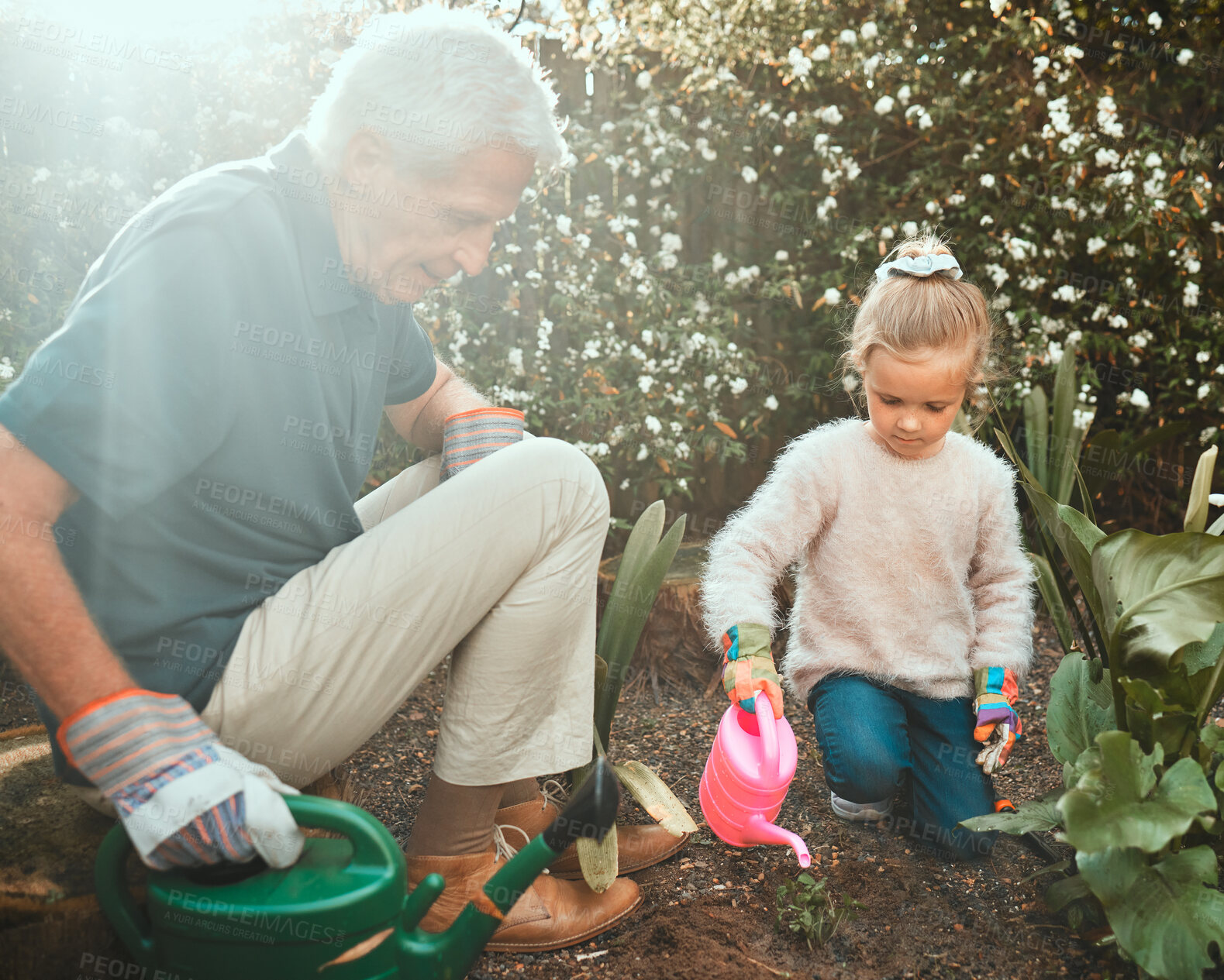 Buy stock photo Gardening, grandfather and child with plants for watering can, helping and agriculture in countryside. Backyard, senior grandpa and girl with soil fertilizer for nature growth, sustainable or bonding