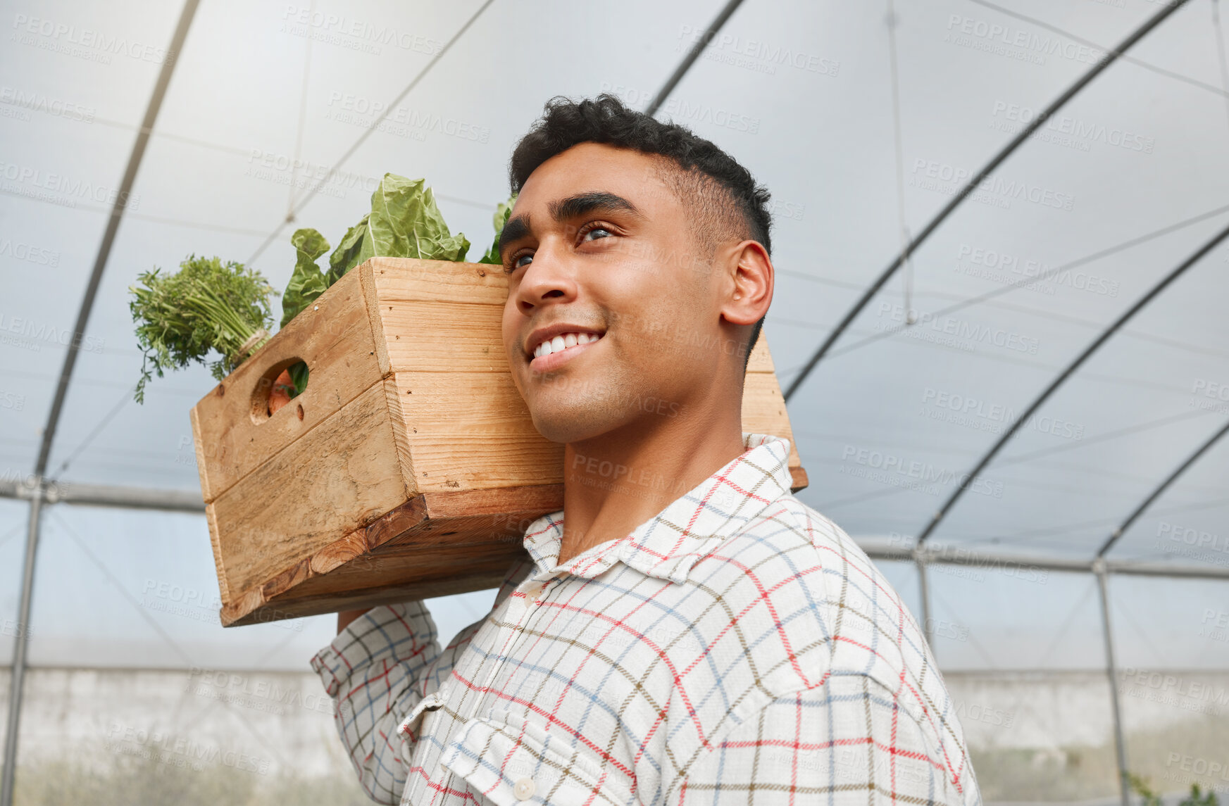 Buy stock photo Farmer, box and vegetable in greenhouse for agriculture, harvest and crop production with smile. Man, happy and wooden container for farming, sustainability and eco friendly agro with carbon capture