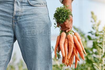 Buy stock photo Closeup shot of an unrecognisable man holding a bunch of carrots on a farm